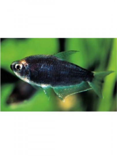 Tetra Imperador Negro